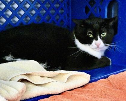 Enlarge Little Munchie, a Adoptable Domestic Short Hair in West Seneca, NY image 2/3