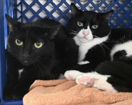 Enlarge Little Munchie, a Adoptable Domestic Short Hair in West Seneca, NY image 3/3