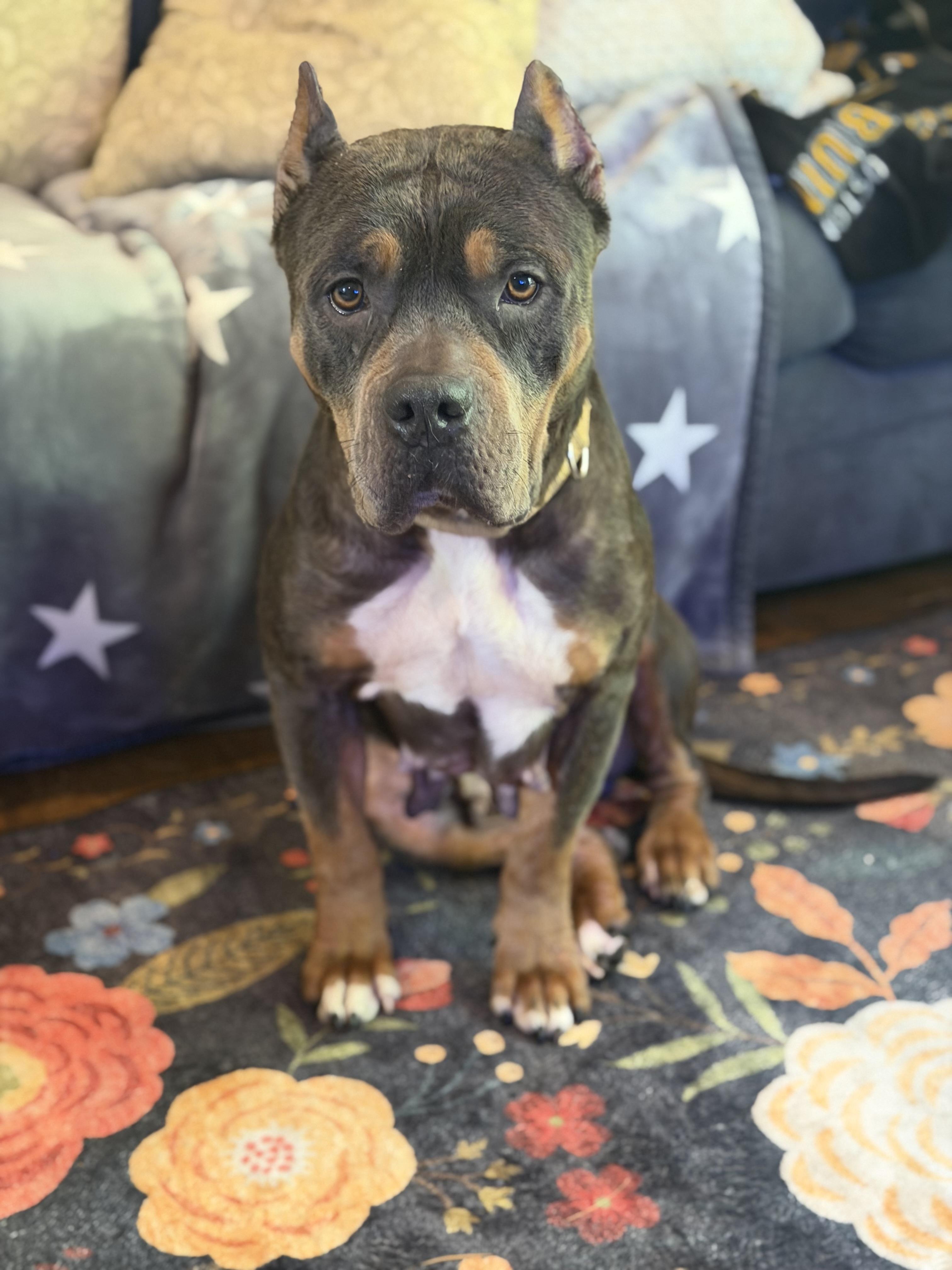 Enlarge Cassie, a Adopted mixed breed in Portland, ME image 1/4