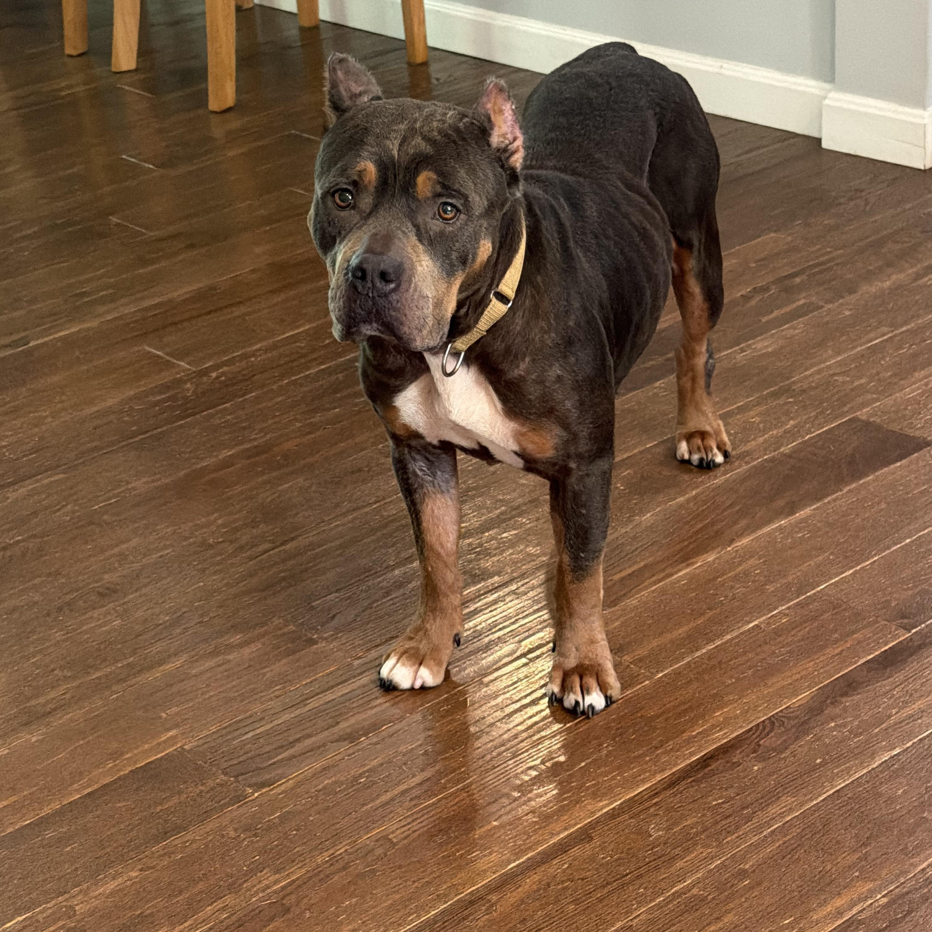 Enlarge Cassie, a Adopted mixed breed in Portland, ME image 2/4