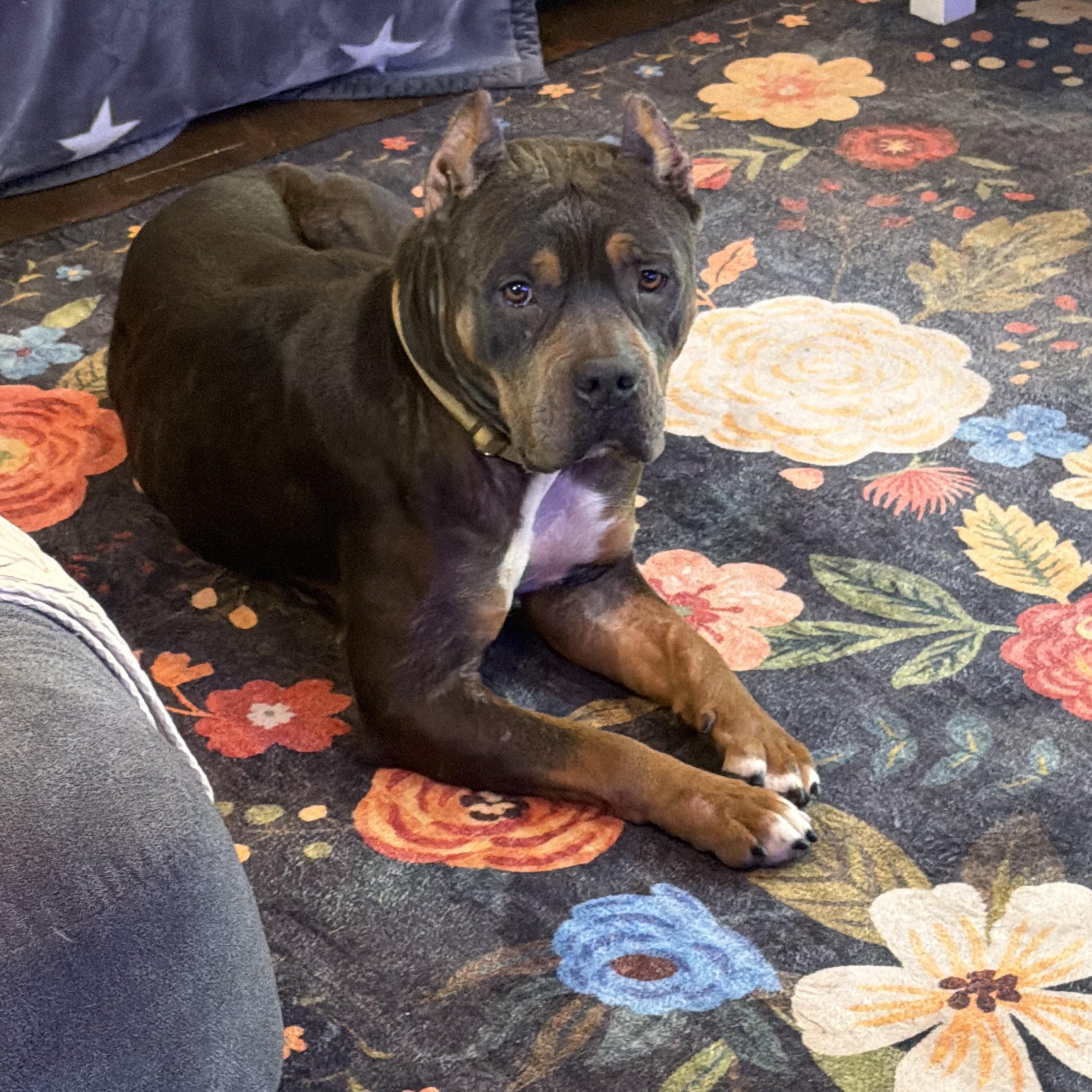 Enlarge Cassie, a Adopted mixed breed in Portland, ME image 3/4