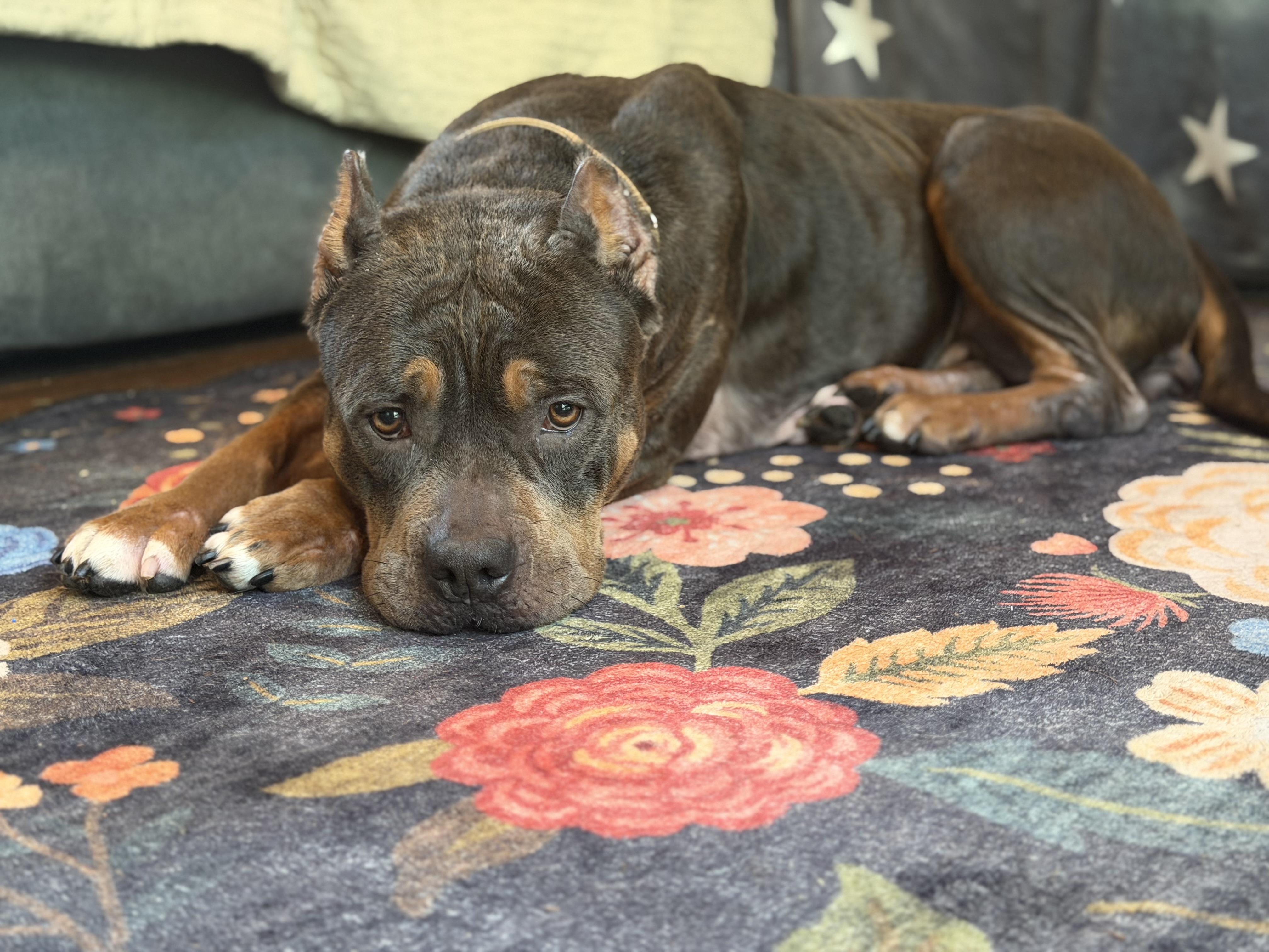 Enlarge Cassie, a Adopted mixed breed in Portland, ME image 4/4