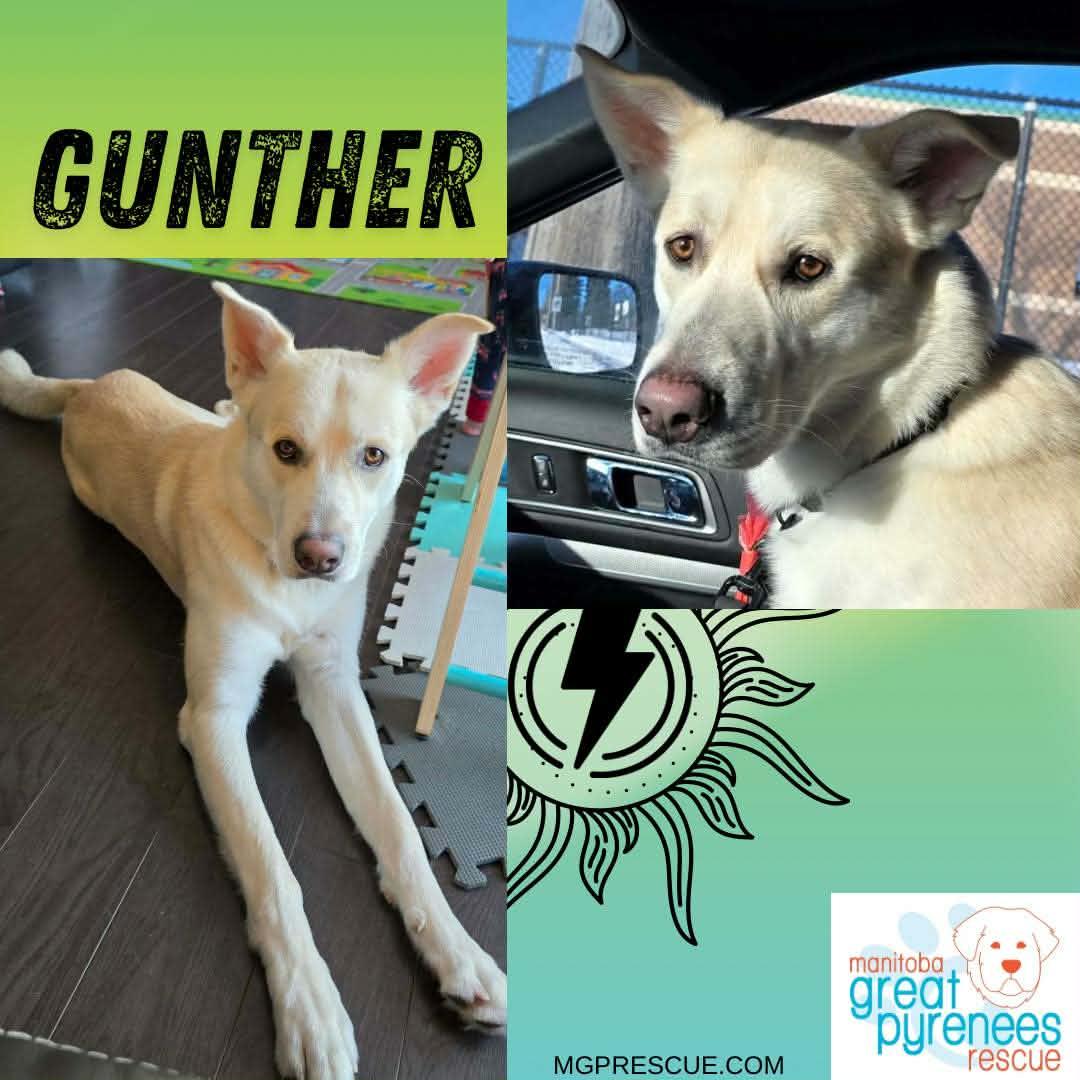 Enlarge Gunther, a Adoptable mixed breed in New Bothwell, MB image 2/2