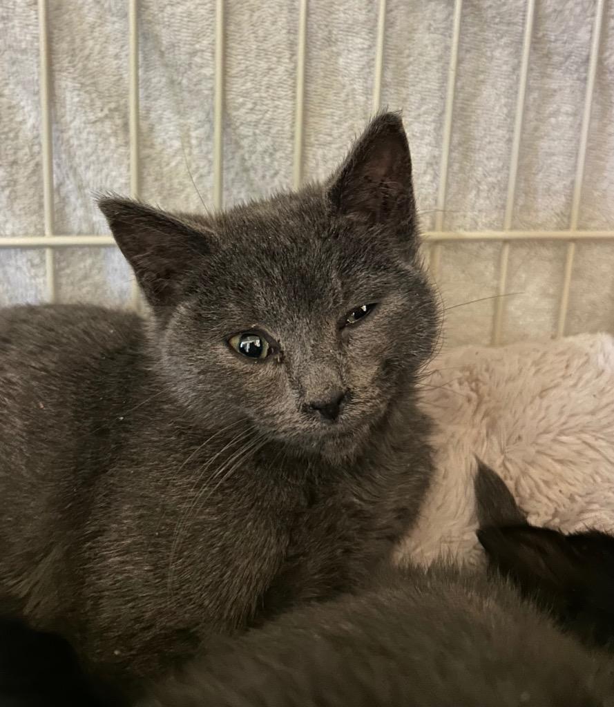 Rain, Adoptable, Kitten Female Domestic Short Hair.