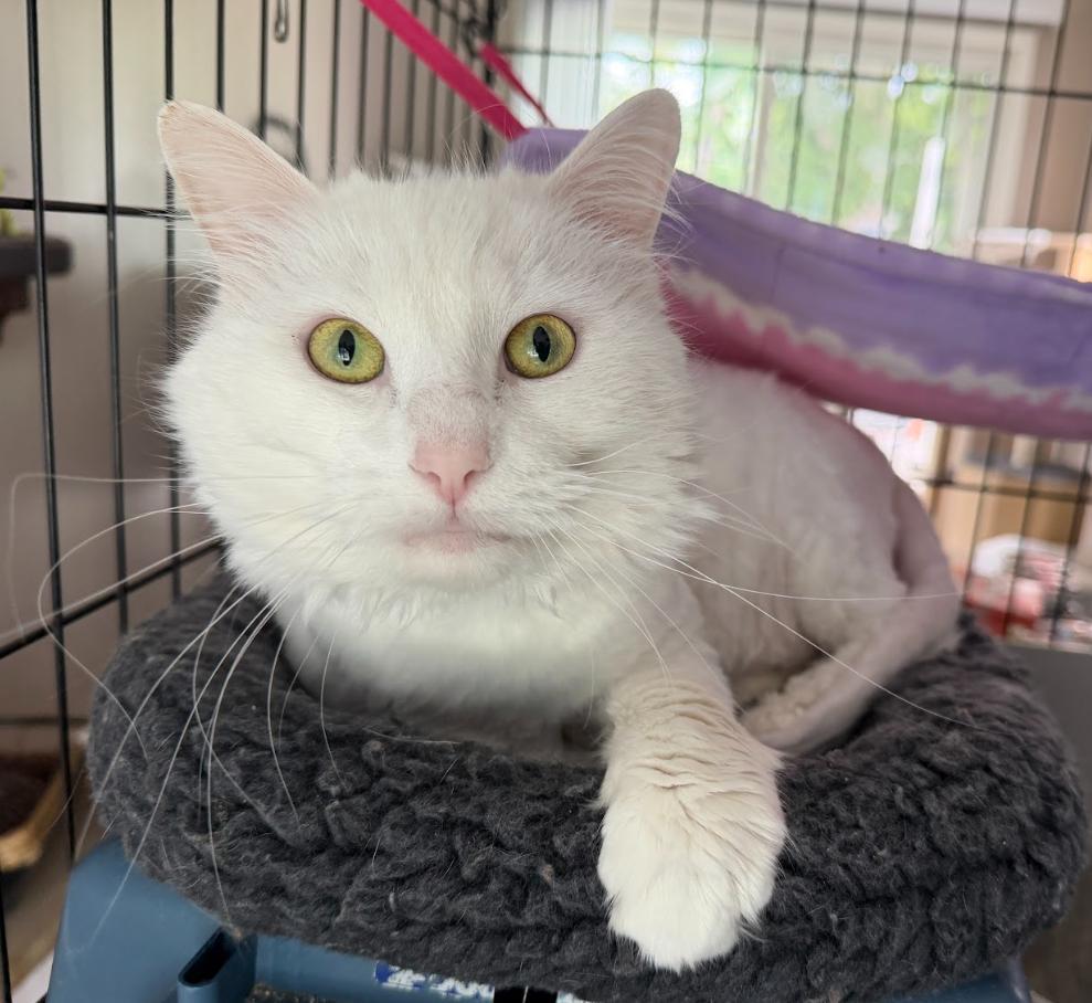 Dutton (Gentle Giant), a Adoptable Domestic Long Hair in Rochester, NY image 2/4