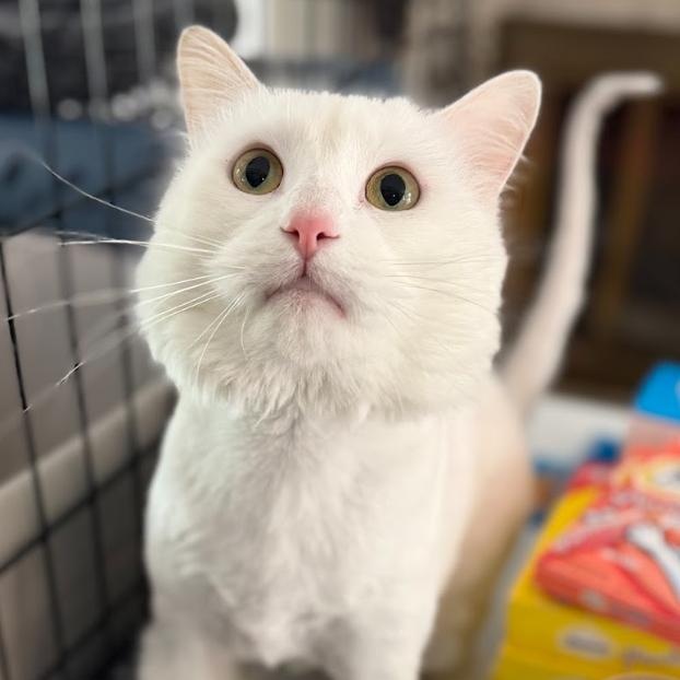 Dutton (Gentle Giant), Adoptable, Young Male Domestic Long Hair.