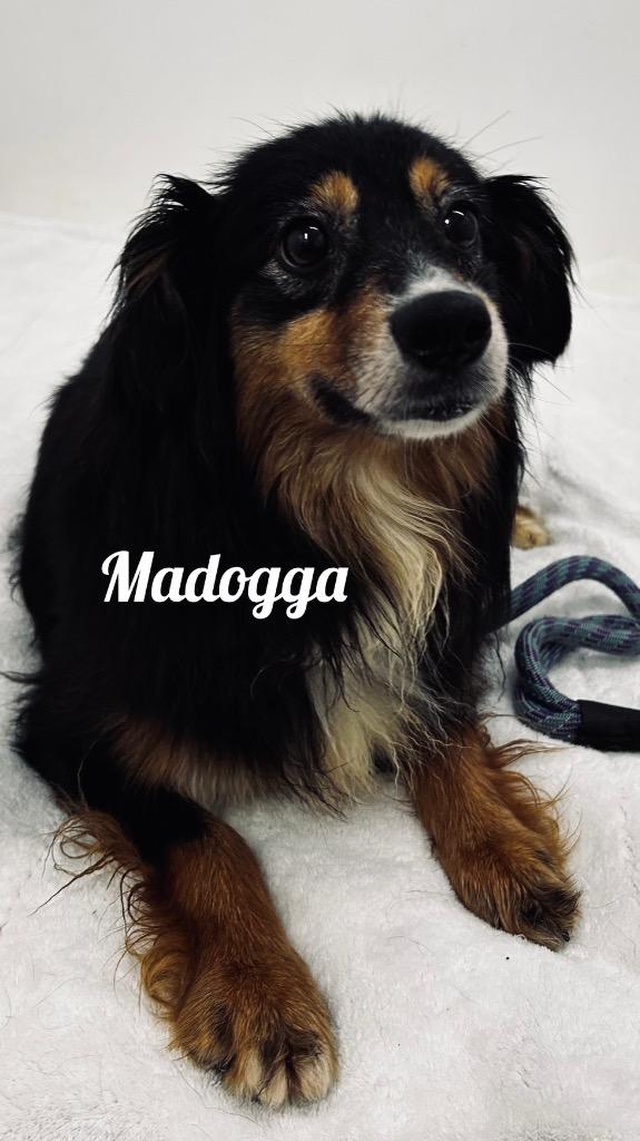Madogga, Adoptable, Adult Female Australian Shepherd.