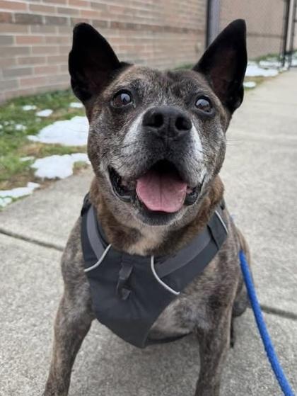 Enlarge Keefe, a Adoptable mixed breed in Cincinnati, OH image 1/2