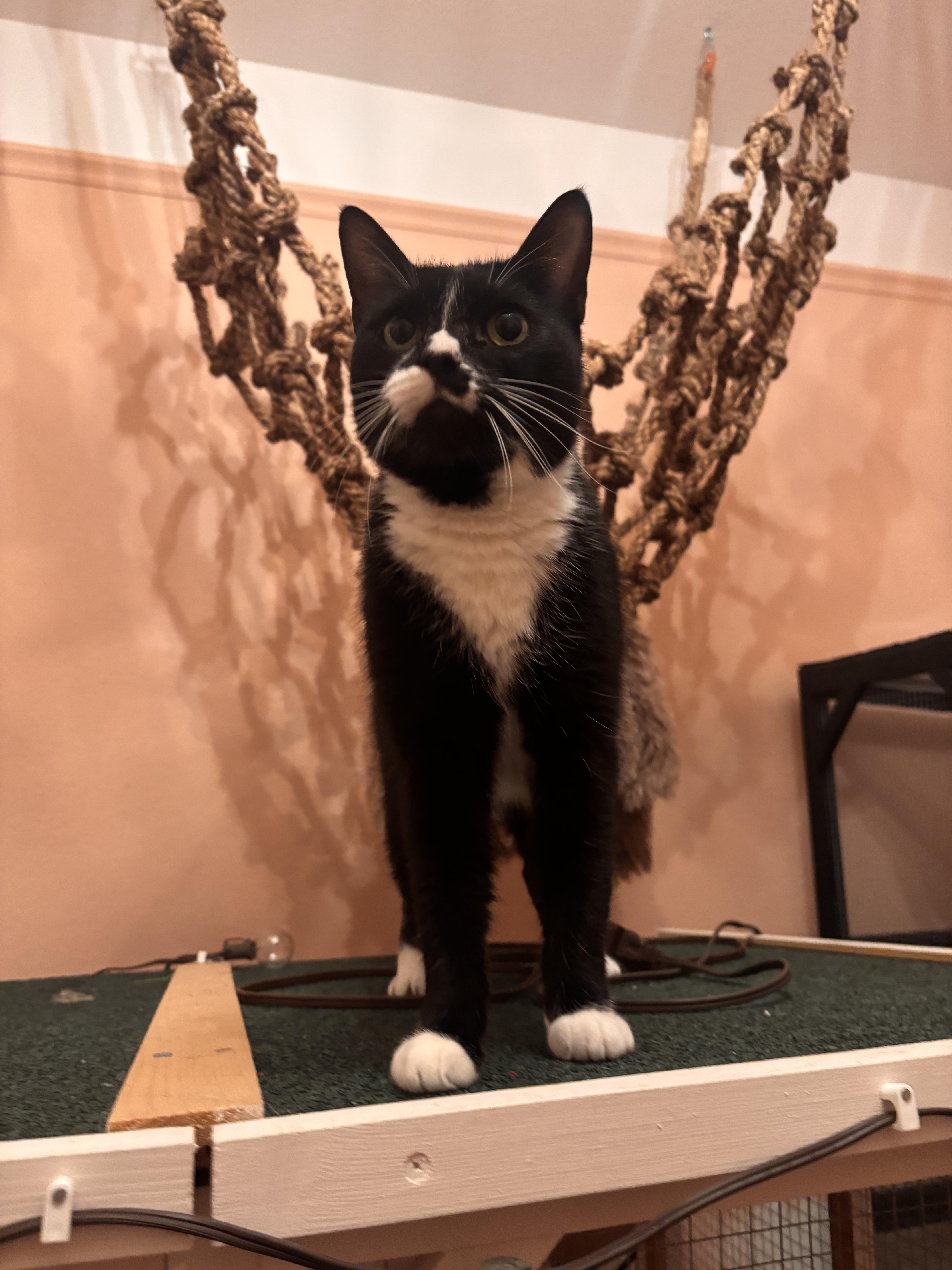 Enlarge Zoey, a ADOPTABLE Domestic Short Hair in Webster, TX image 2/6