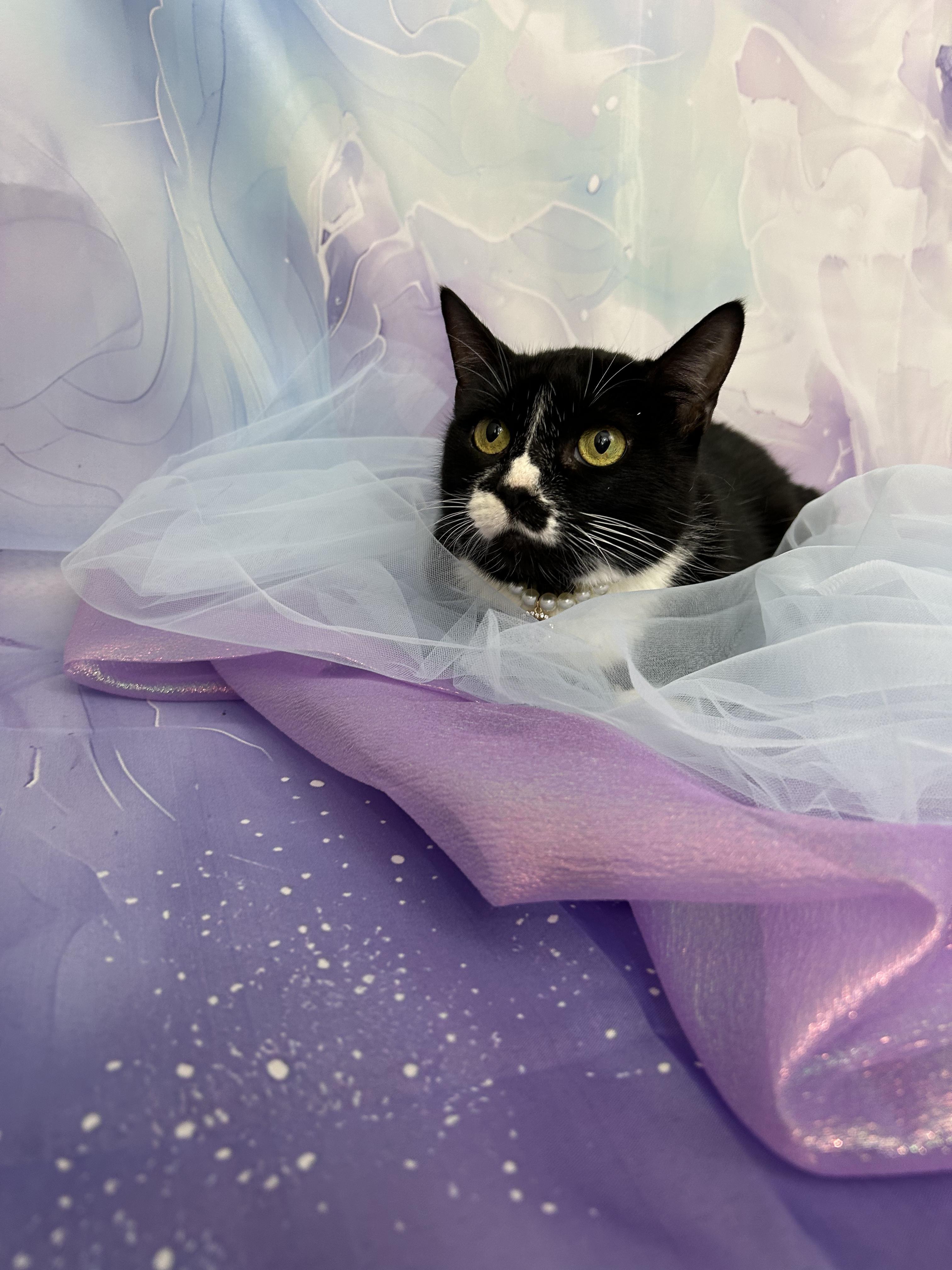 Zoey, ADOPTABLE, Adult Female Domestic Short Hair.