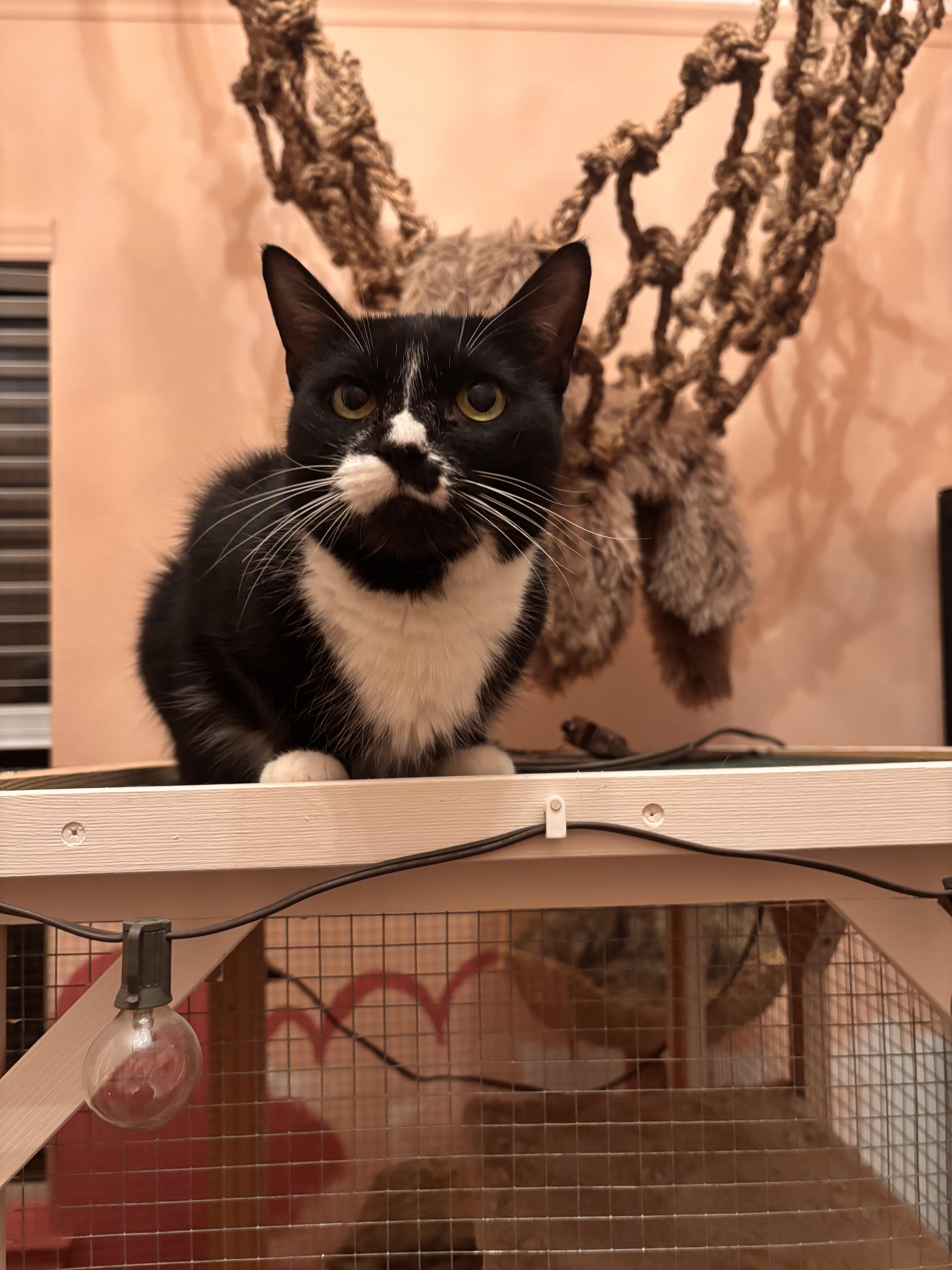 Enlarge Zoey, a ADOPTABLE Domestic Short Hair in Webster, TX image 6/6