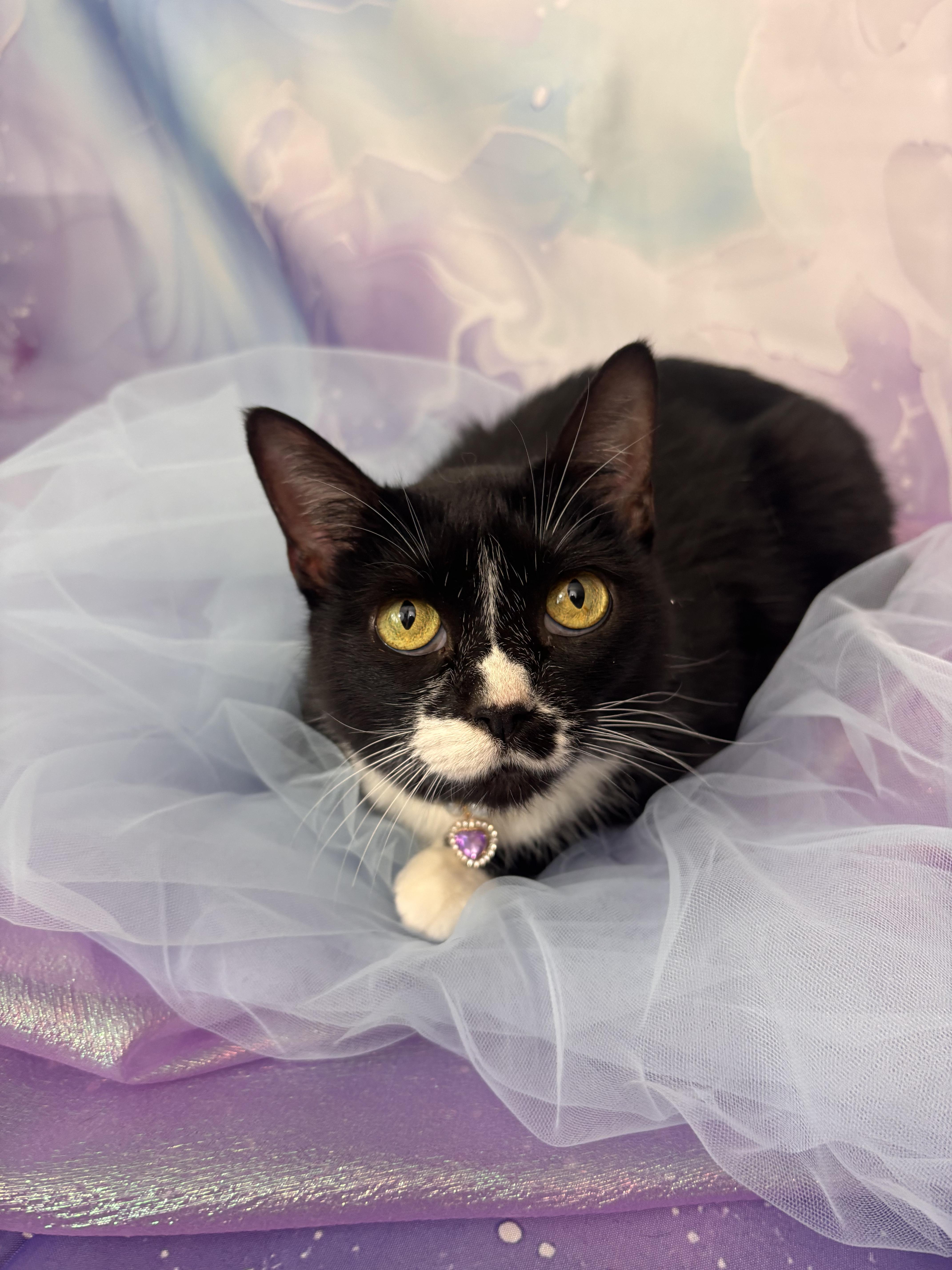 Enlarge Zoey, a ADOPTABLE Domestic Short Hair in Webster, TX image 3/6