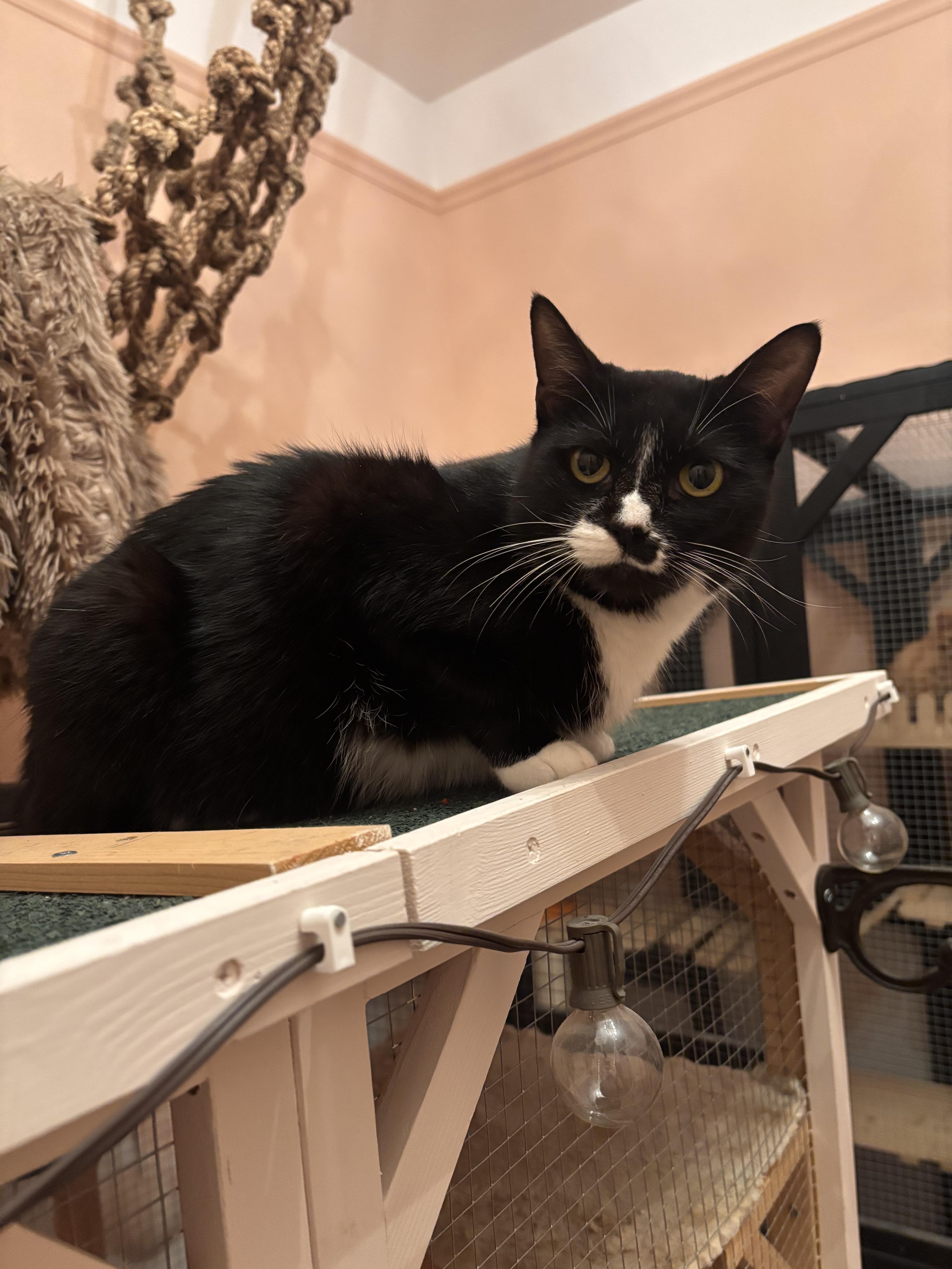 Enlarge Zoey, a ADOPTABLE Domestic Short Hair in Webster, TX image 4/6