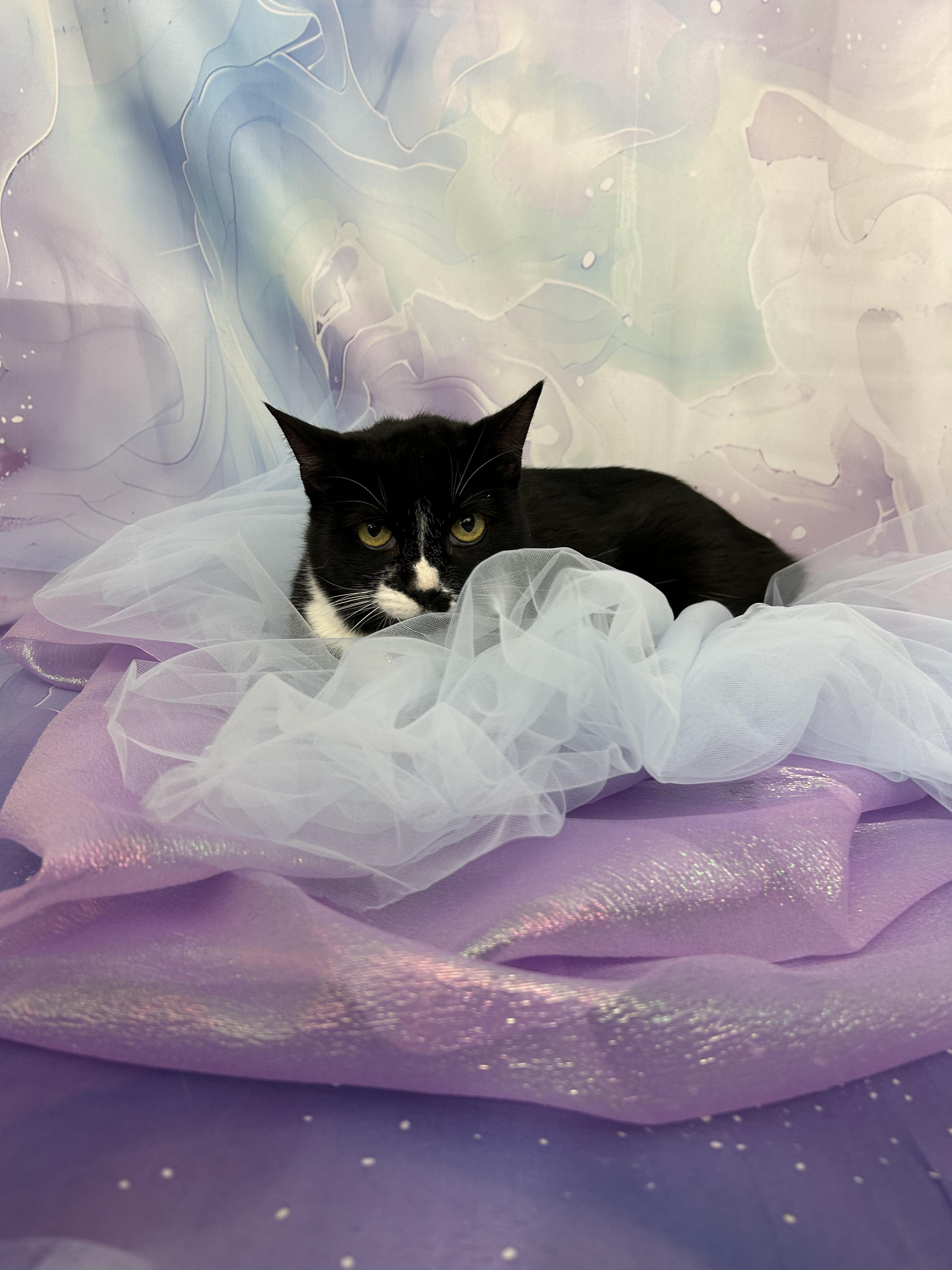 Enlarge Zoey, a ADOPTABLE Domestic Short Hair in Webster, TX image 5/6