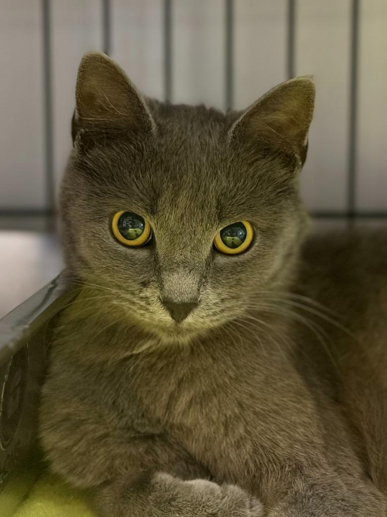 Roma, Adoptable, Young Female Domestic Short Hair.
