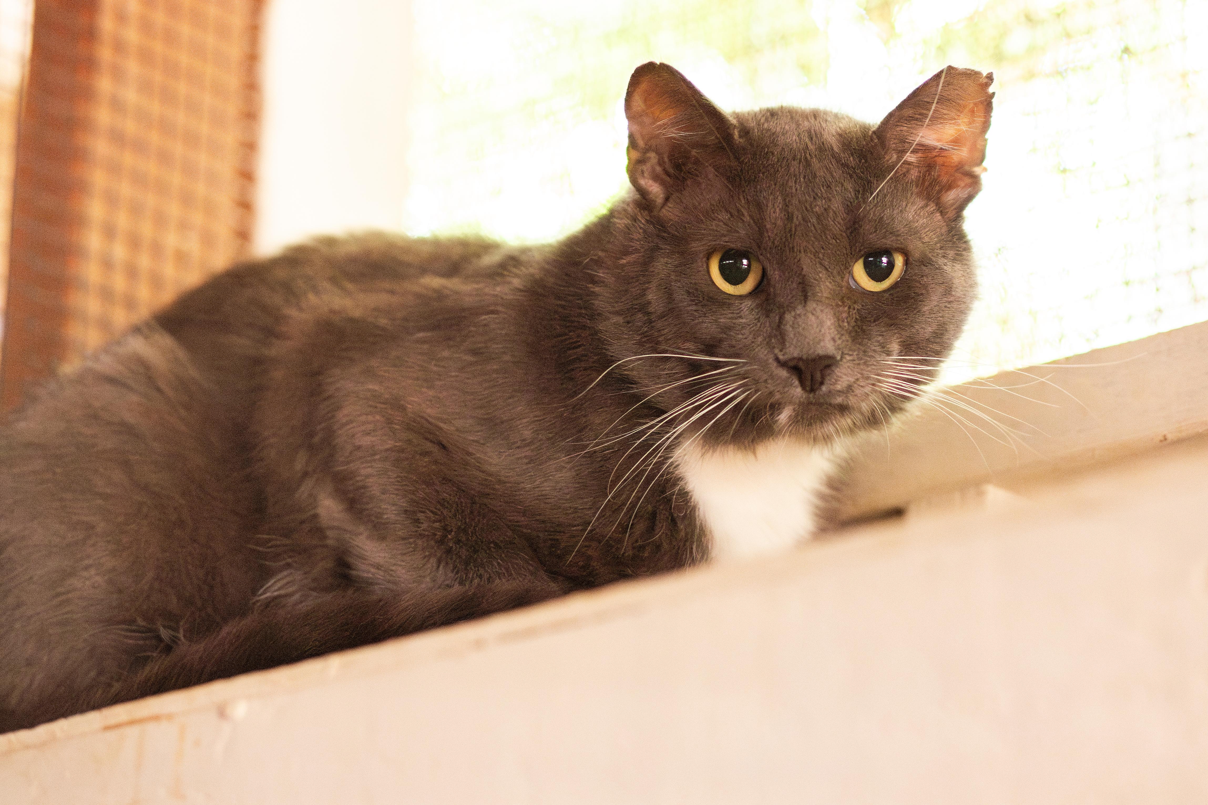 Baker, a Adoptable Domestic Short Hair in Marana, AZ image 1/2