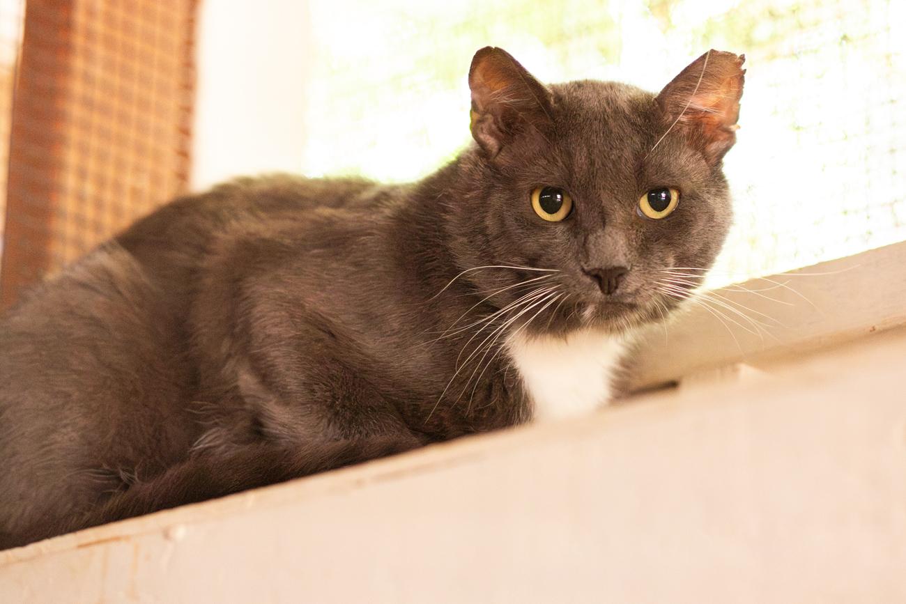 Baker, a Adoptable Domestic Short Hair in Marana, AZ image 2/2