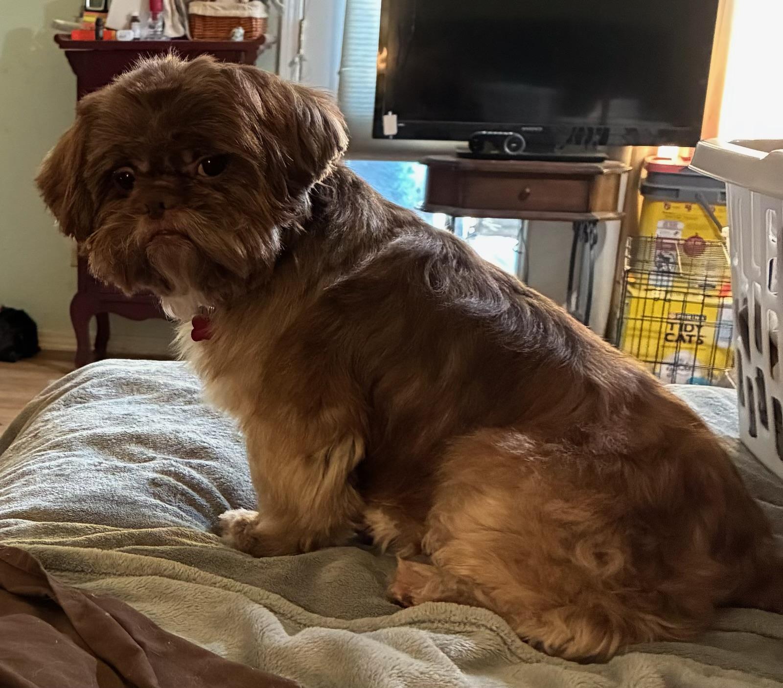 Enlarge Bryce, a Adopted Shih Tzu in Garland, TX image 1/2
