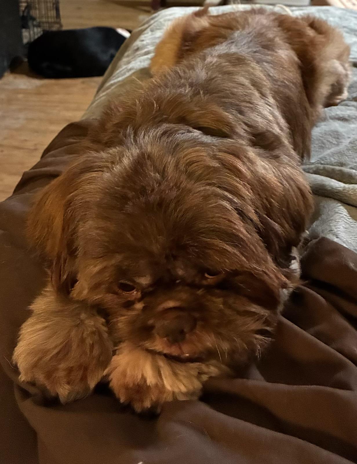 Enlarge Bryce, a Adopted Shih Tzu in Garland, TX image 2/2