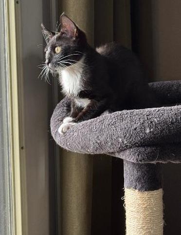 FIGARO, a ADOPTABLE Domestic Short Hair in Chicago, IL image 3/5