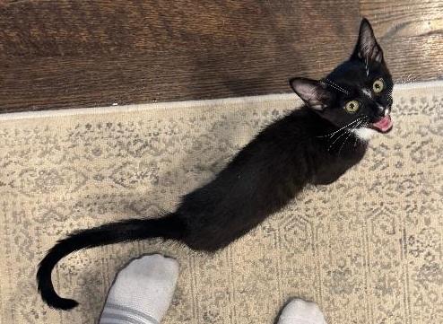 FIGARO, a ADOPTABLE Domestic Short Hair in Chicago, IL image 2/5