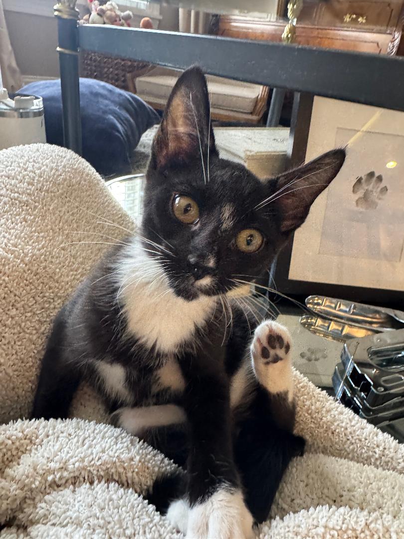 FIGARO, ADOPTABLE, Young Male Domestic Short Hair.