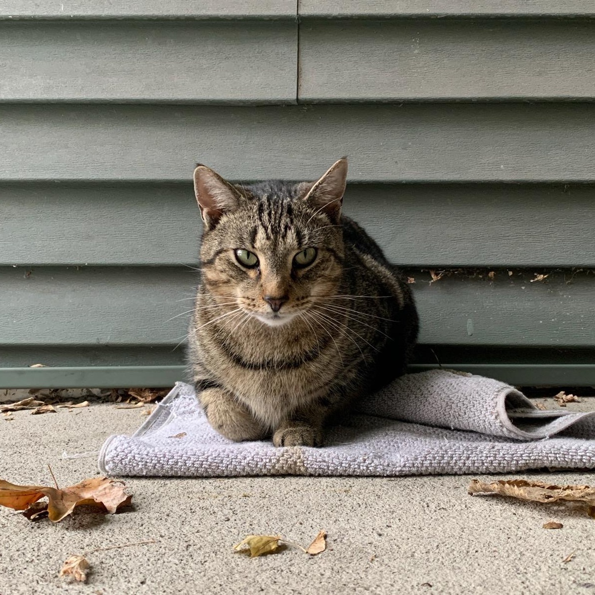 Enlarge Cleo, a Adoptable Domestic Short Hair in Cortland, NY image 1/5