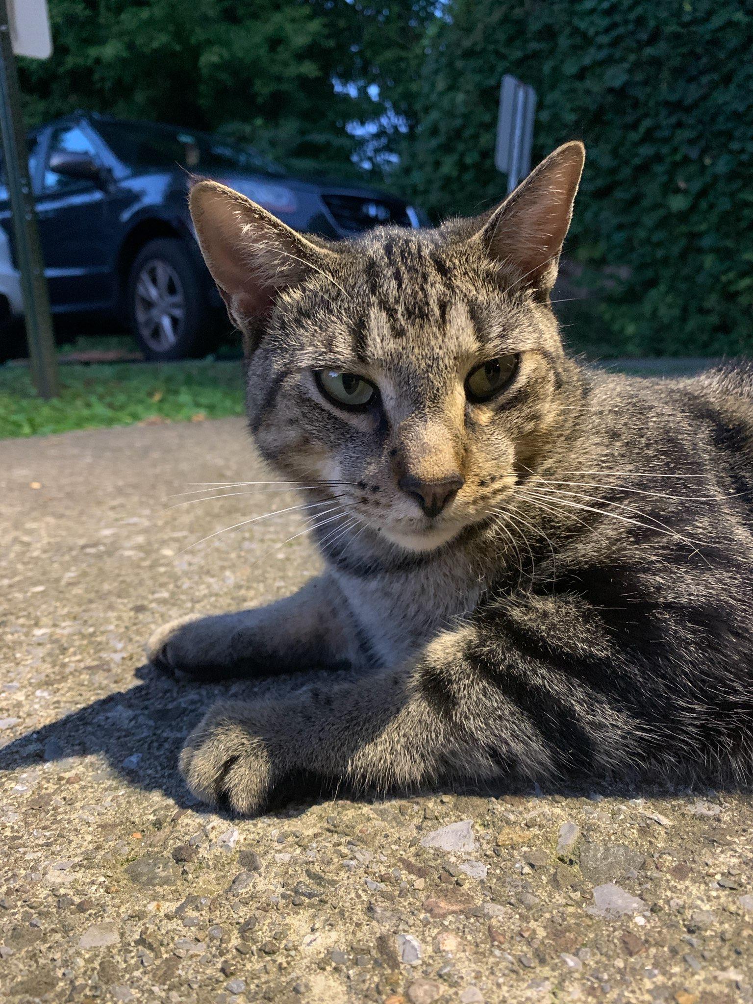 Enlarge Cleo, a Adoptable Domestic Short Hair in Cortland, NY image 4/5
