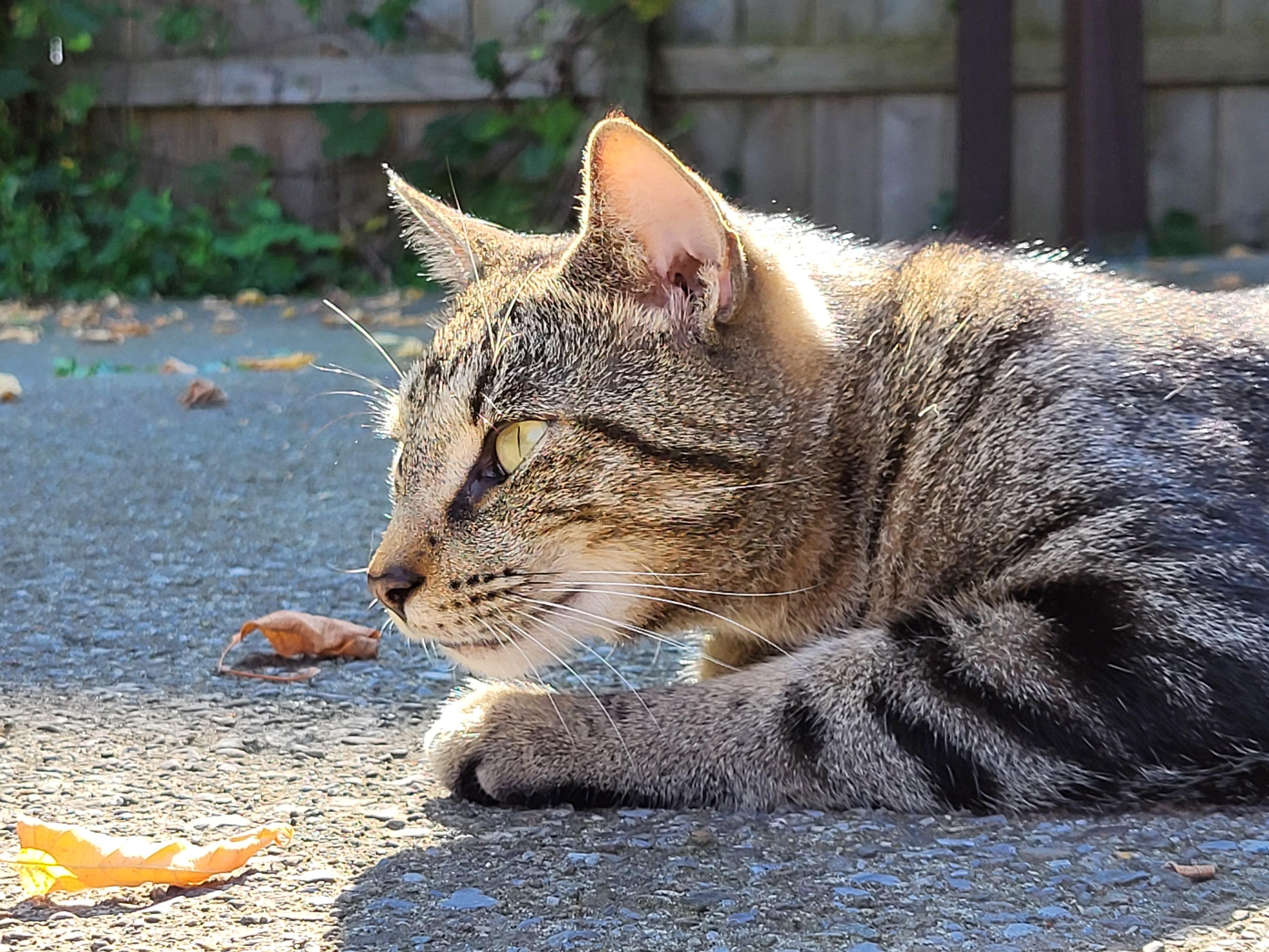 Enlarge Cleo, a Adoptable Domestic Short Hair in Cortland, NY image 5/5