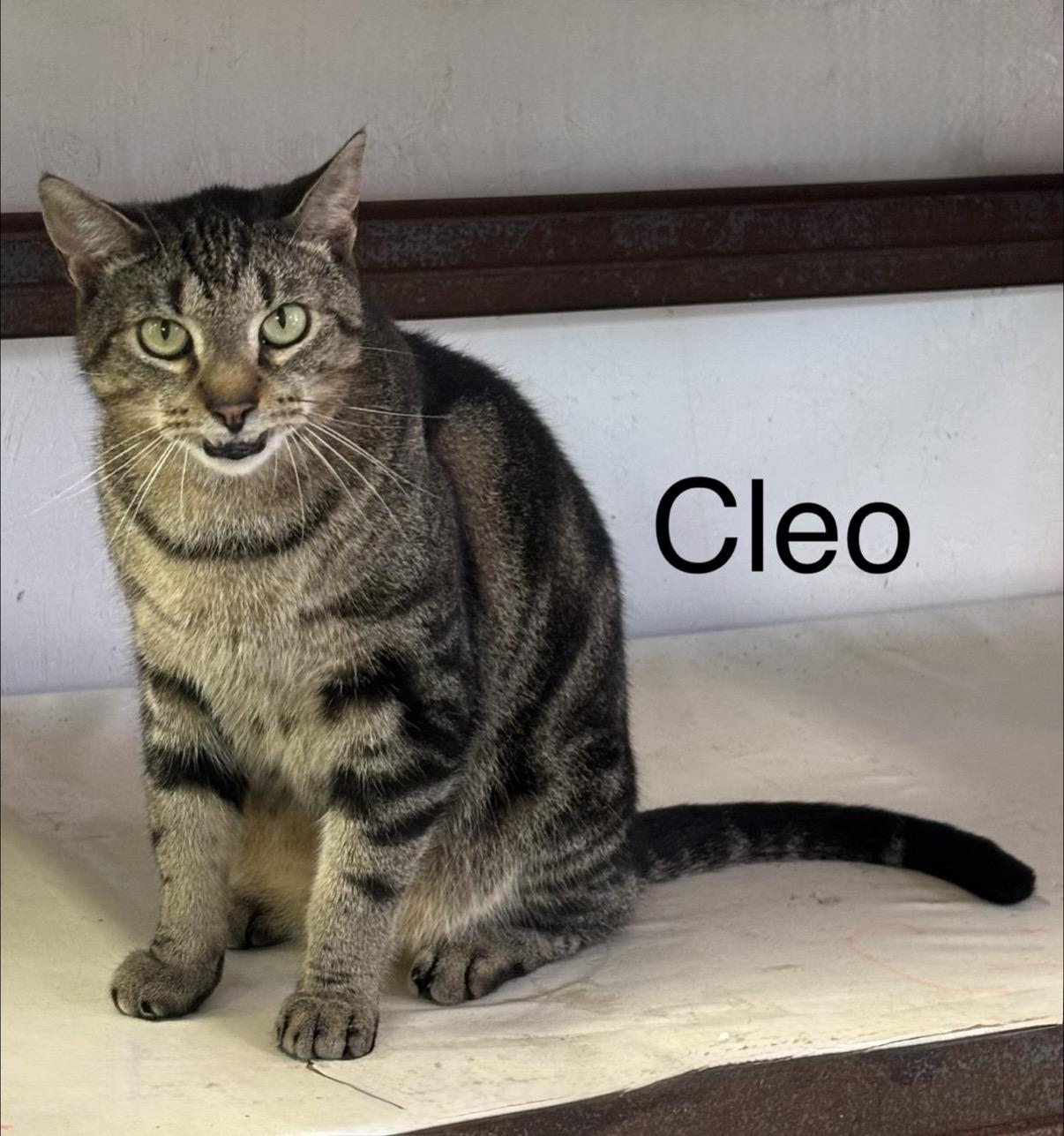 Enlarge Cleo, a Adoptable Domestic Short Hair in Cortland, NY image 1/1