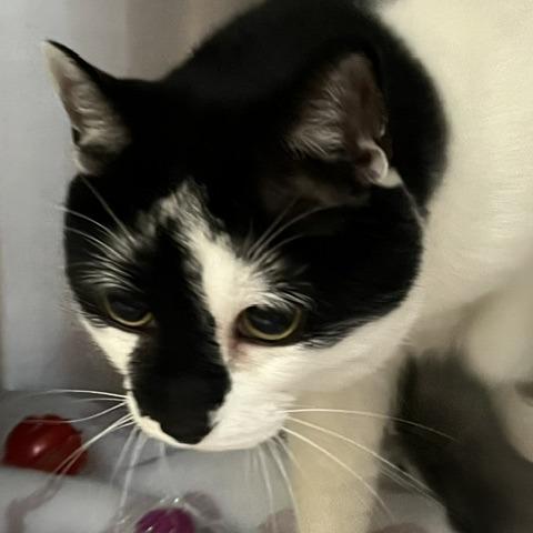 Curry, Adoptable, Adult Female Domestic Short Hair.