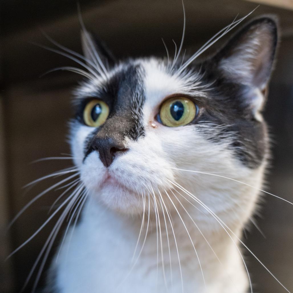 Enlarge Curry, a Adoptable Domestic Short Hair in Baltimore, MD image 2/3