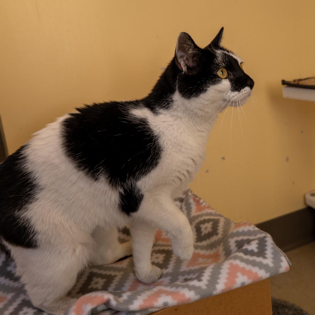 Enlarge Curry, a Adoptable Domestic Short Hair in Baltimore, MD image 3/3