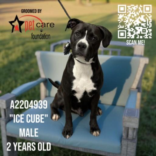 ICE CUBE, Adoptable, Adult Male Pit Bull Terrier.