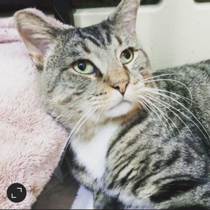 Tom, Adopted, Adult Male Domestic Short Hair.