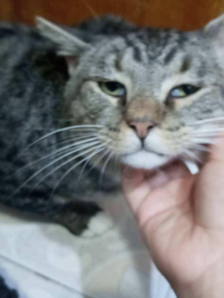 Tom, a Adopted Domestic Short Hair in Chicago, IL image 2/6