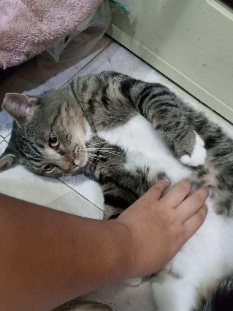 Tom, Adopted, Adult Male Domestic Short Hair.