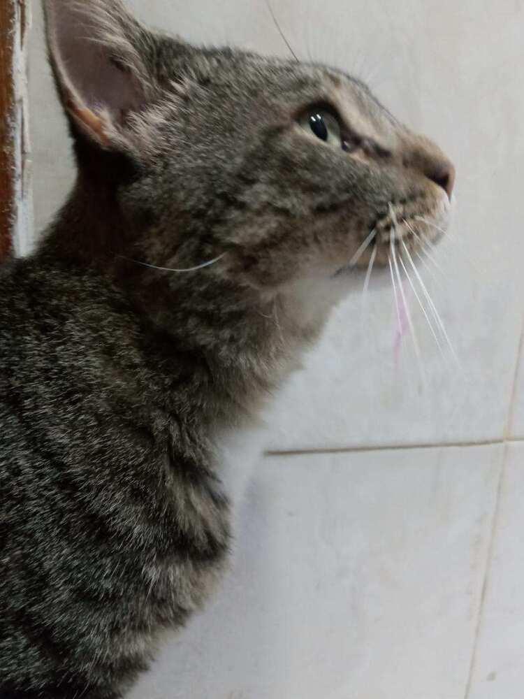 Tom, a Adopted Domestic Short Hair in Chicago, IL image 4/6