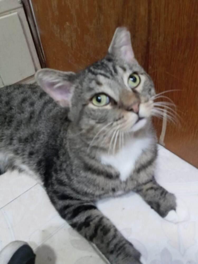 Tom, a Adopted Domestic Short Hair in Chicago, IL image 5/6