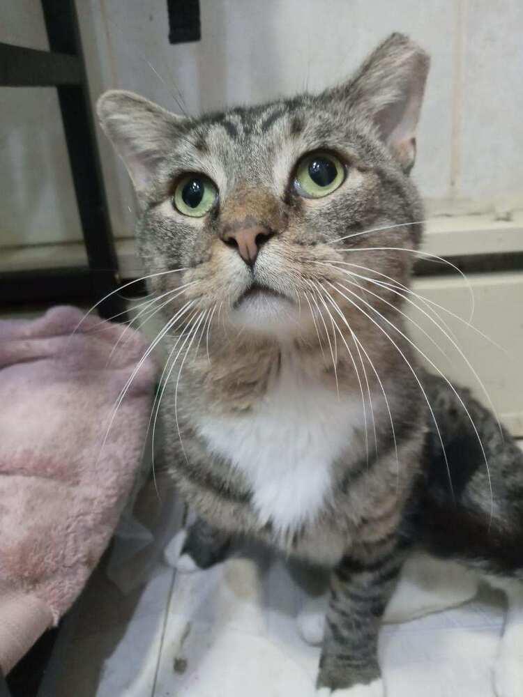 Tom, a Adopted Domestic Short Hair in Chicago, IL image 6/6