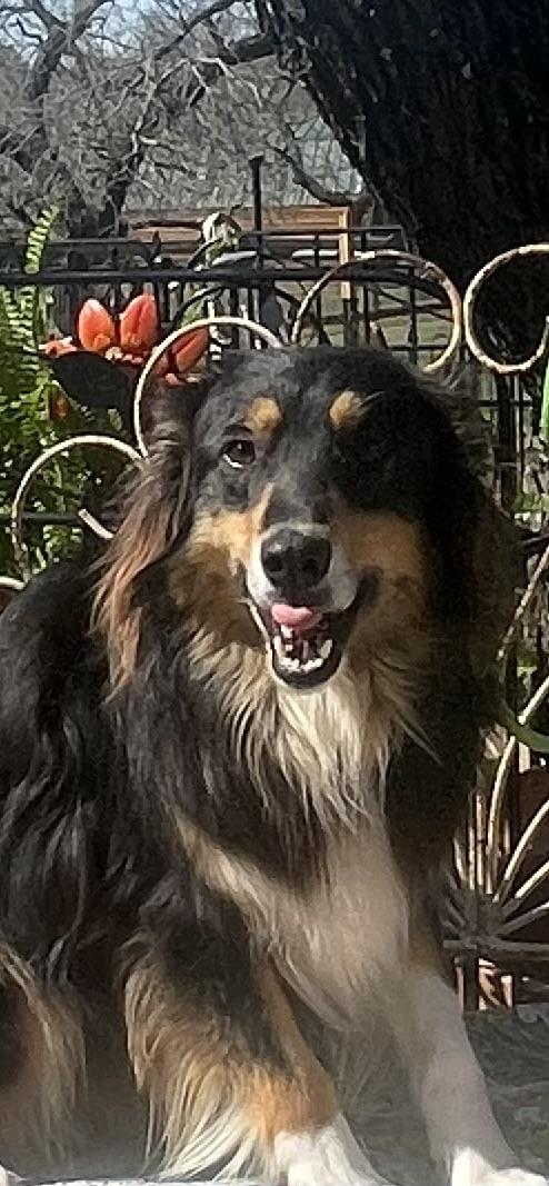 Enlarge Hopper, an adopted Australian Shepherd in Dallas, TX image 2/3