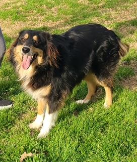 Enlarge Hopper, an adopted Australian Shepherd in Dallas, TX image 3/3