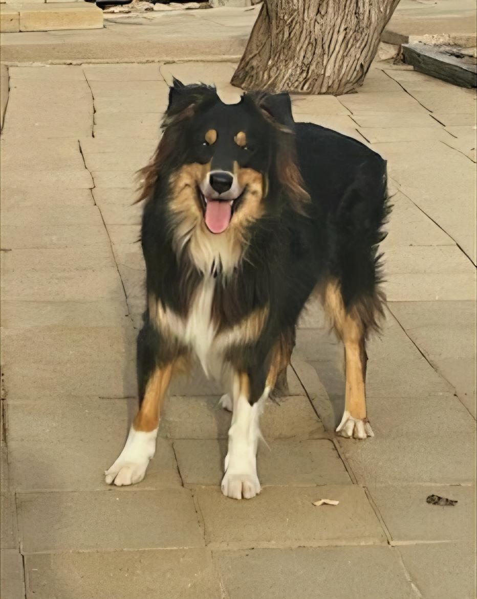 Hopper, adopted, Adult Male Australian Shepherd.