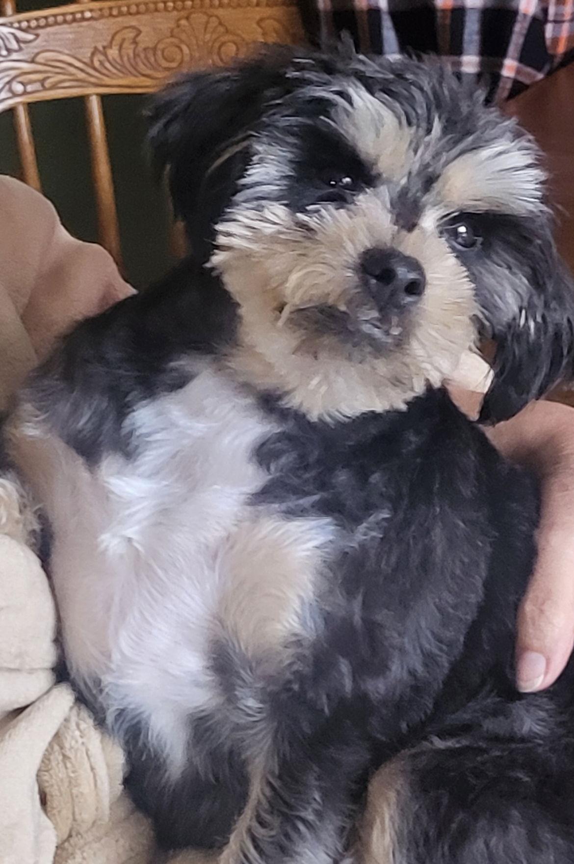 Enlarge Lizzie, a Adopted Maltese in Alexandria, KY image 1/3