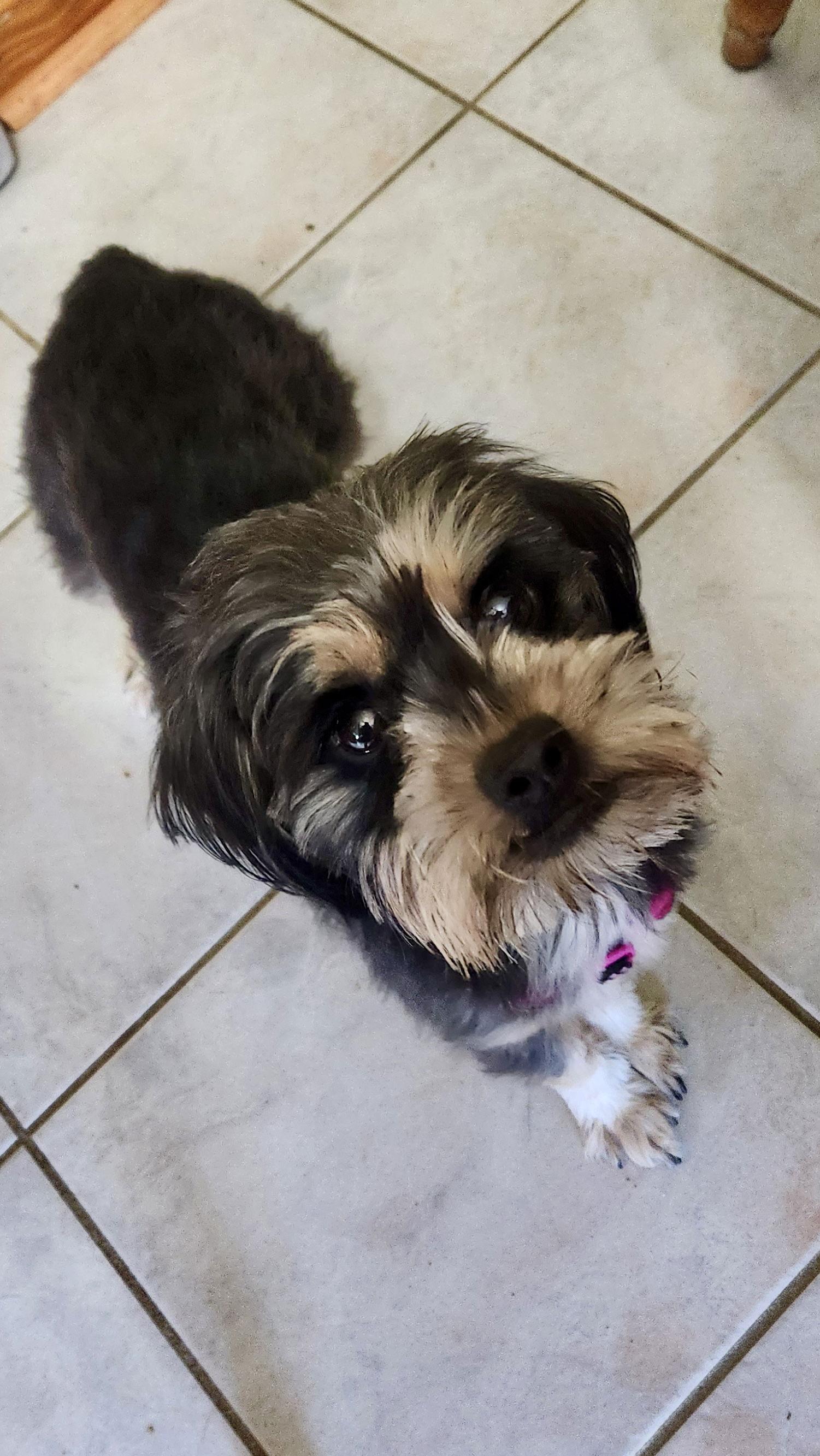 Enlarge Lizzie, a Adopted Maltese in Alexandria, KY image 2/3