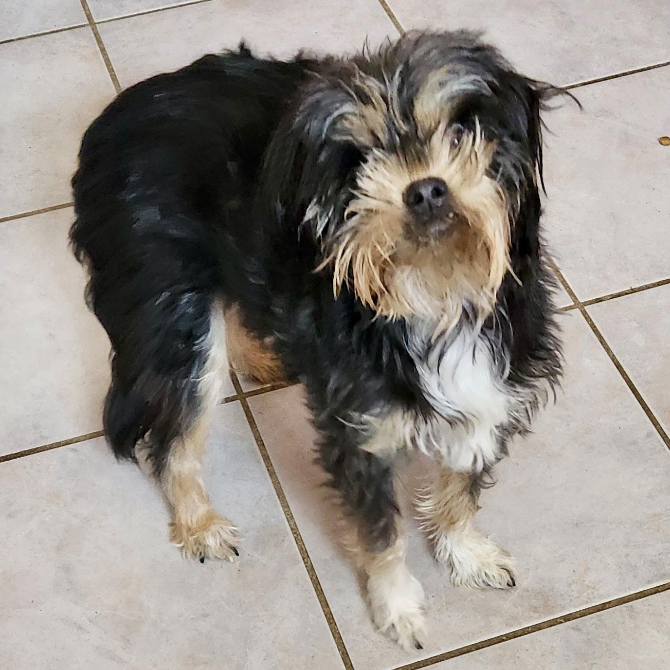 Enlarge Lizzie, a Adopted Maltese in Alexandria, KY image 3/3