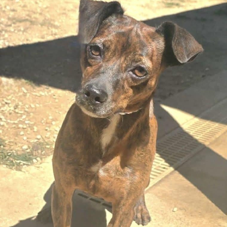 Enlarge Buddy, a Adoptable Miniature Pinscher in Athens, AL image 1/1