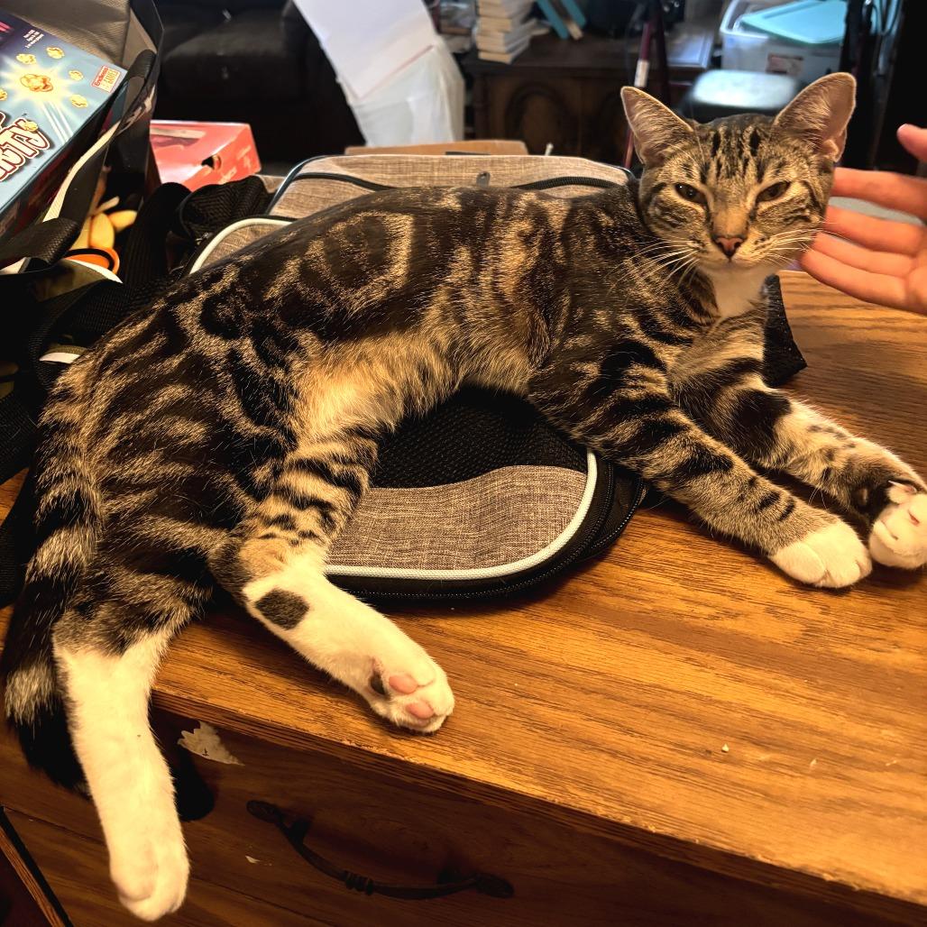 Enlarge Tiger, a Adoptable Domestic Short Hair in Long Beach, CA image 1/2