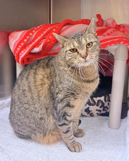 Enlarge DQ, a ADOPTABLE Domestic Short Hair in Missoula, MT image 1/1