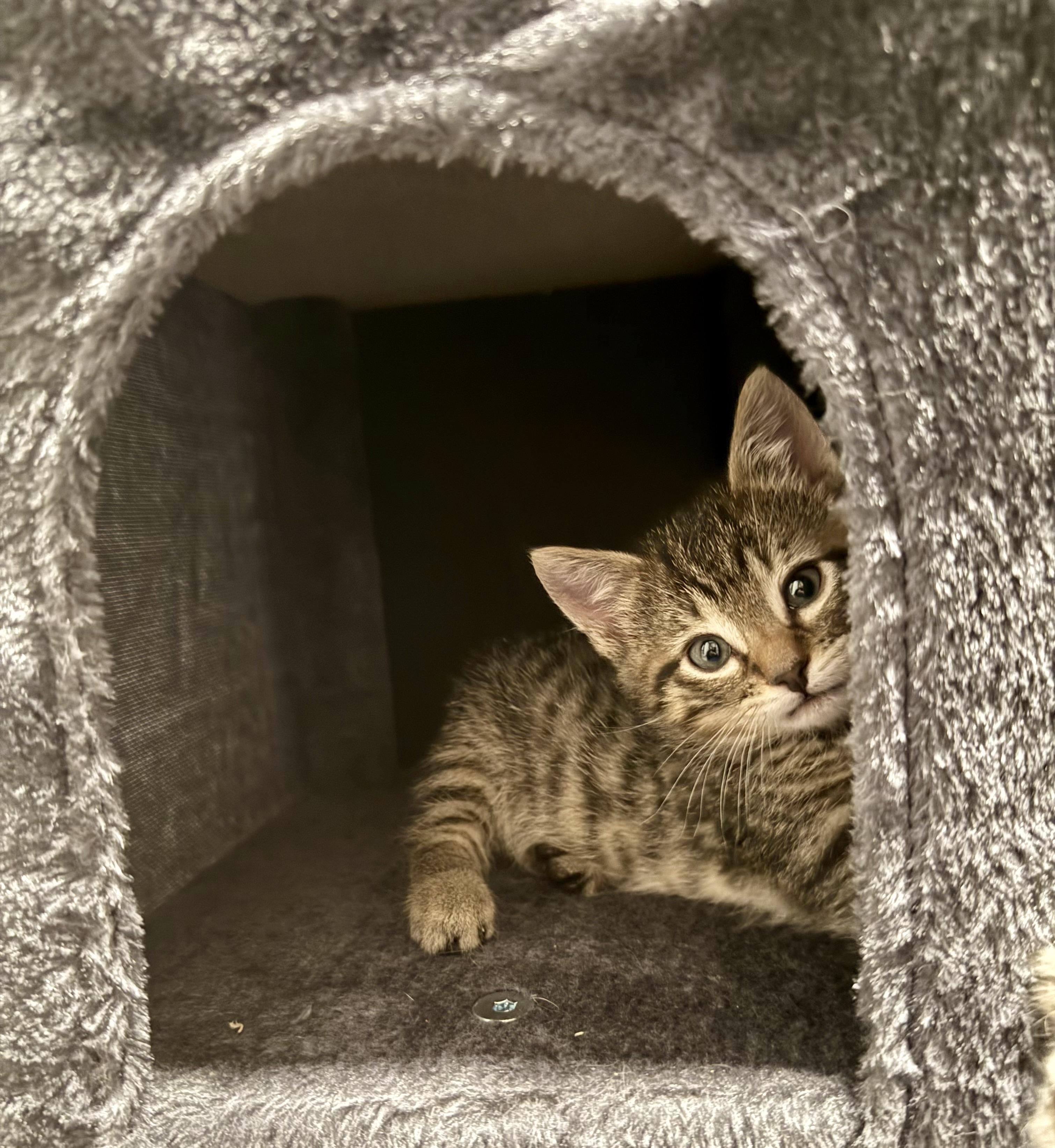 Floki, a Adoptable Domestic Short Hair in Salt Lake City, UT image 2/6